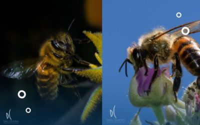 Las abejas están en gran riesgo de extinción, aprende como ayudarles
