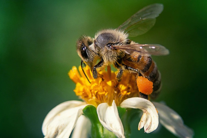 OUR LIFE DEPENDS ON BEES